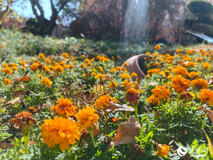 赏秋正当时。人民网记者 宋芳鑫摄