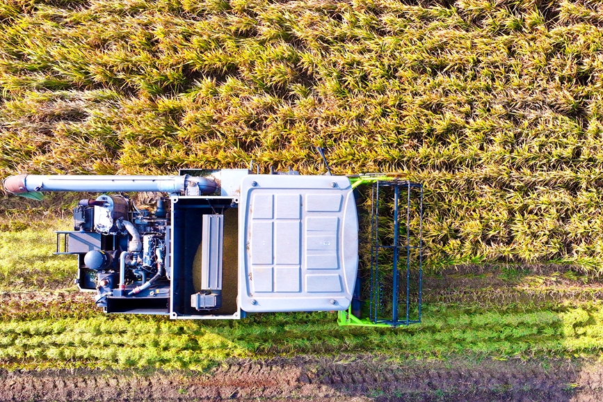 收割机正在收获旱稻。张举摄