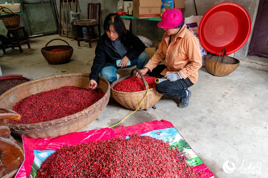 筛选果实。人民网 程明辉摄