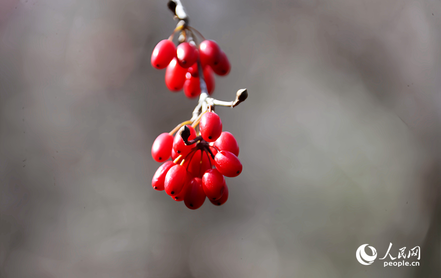 成熟的山茱萸。人民网记者 霍亚平摄