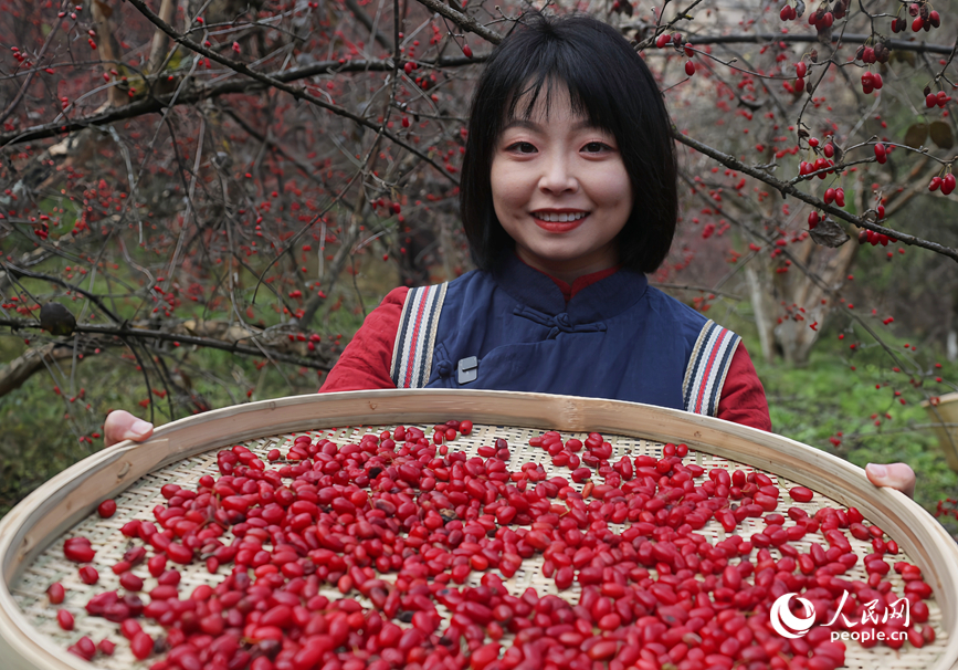 山茱萸丰收，吸引不少游客前来体验采摘。人民网记者 霍亚平摄