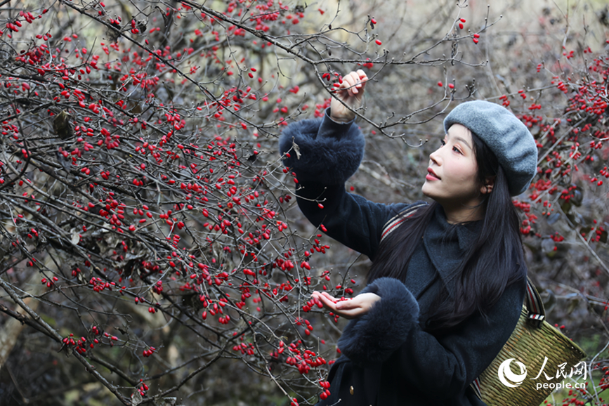 山茱萸丰收，吸引不少游客前来体验采摘。人民网记者 霍亚平摄