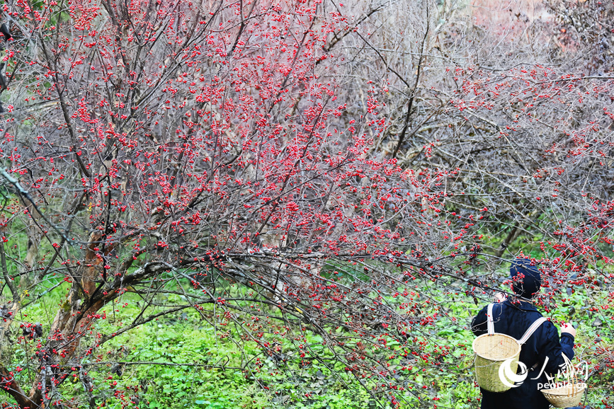 山茱萸挂满枝头。人民网记者 霍亚平摄