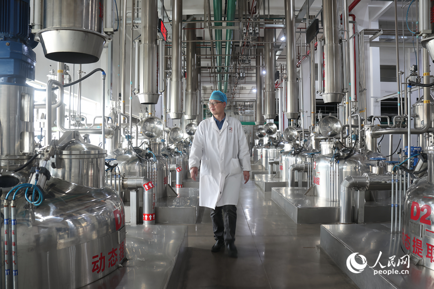 生产车间里，山茱萸被制作入药。人民网记者 霍亚平摄