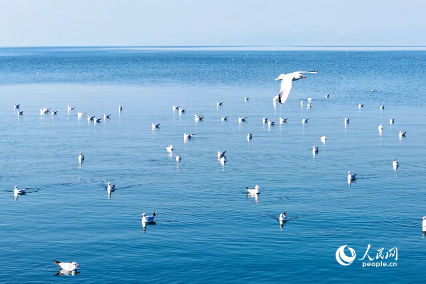 白羽点染碧水。人民网 程明辉摄