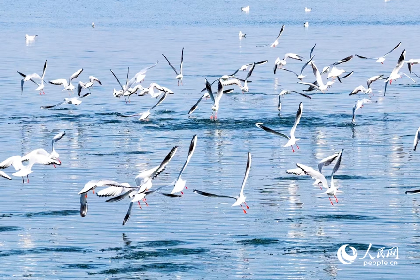 澄澈的湖面成了红嘴鸥的游乐场。人民网 程明辉摄