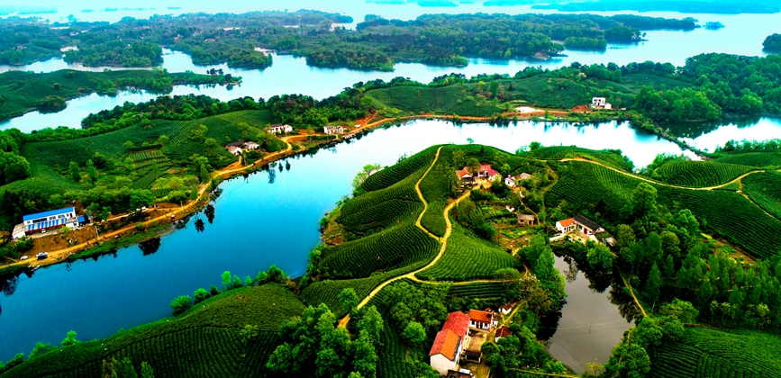 &nbsp;茶乡景色美如画。林平摄