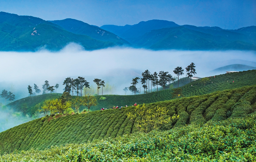 茶乡春晓。吴敏摄