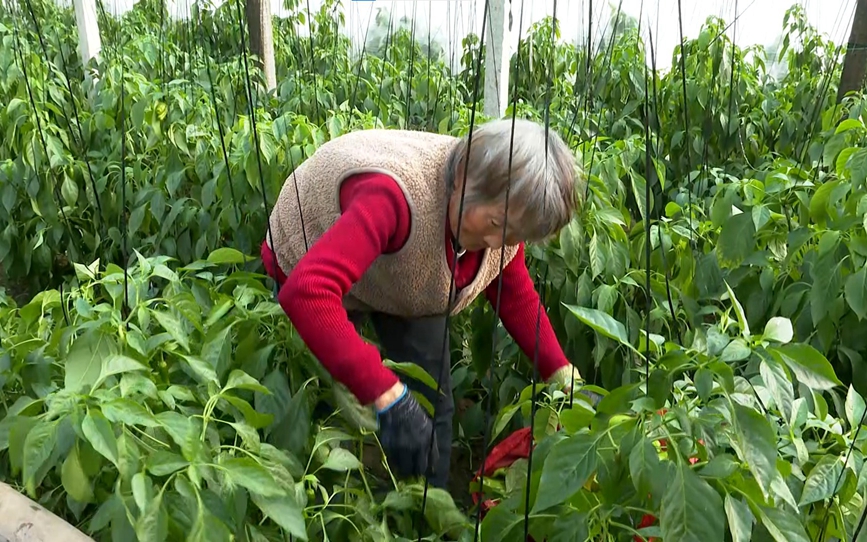 種植戶在採摘辣椒。王亞坤攝