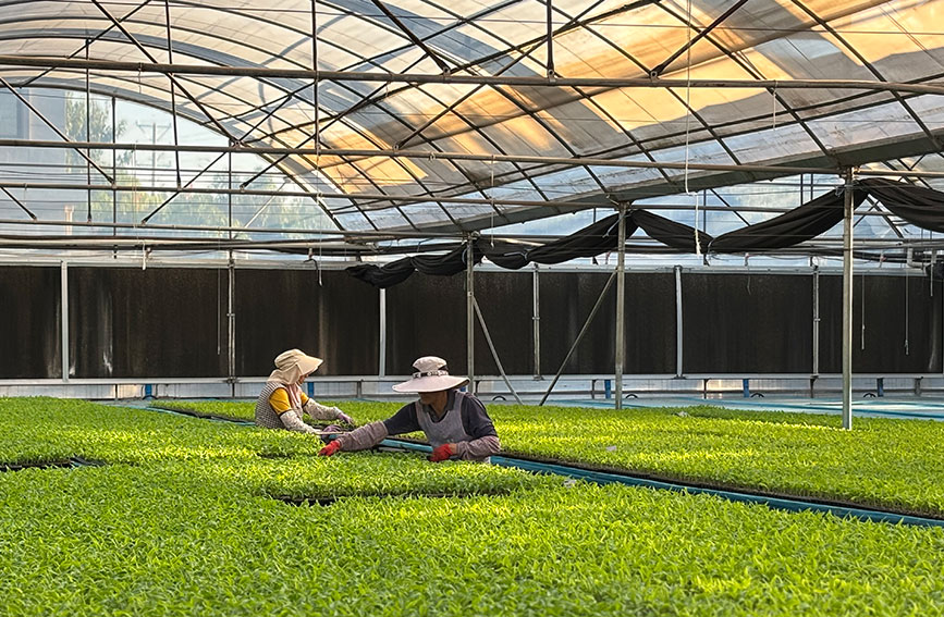 金沙江畔“大菜园”冬季育苗热