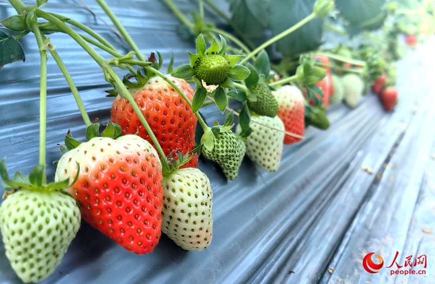 智能大棚里硕果满枝,特色草莓果香四溢。人民网记者 王佩摄