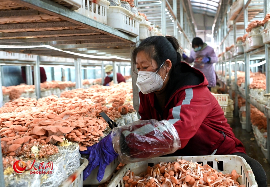 采收果味菇。人民网记者 王玉兴摄 