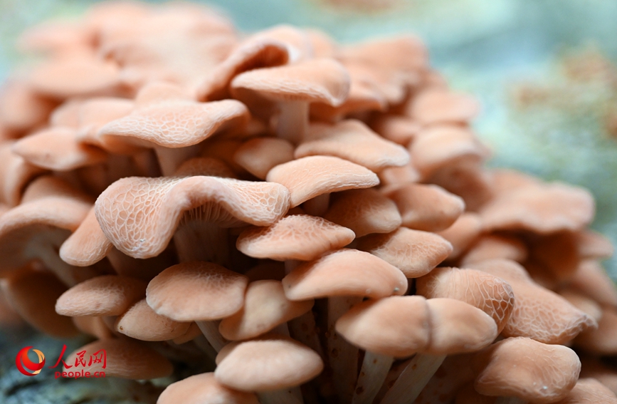 果味菇。人民网记者 王玉兴摄 