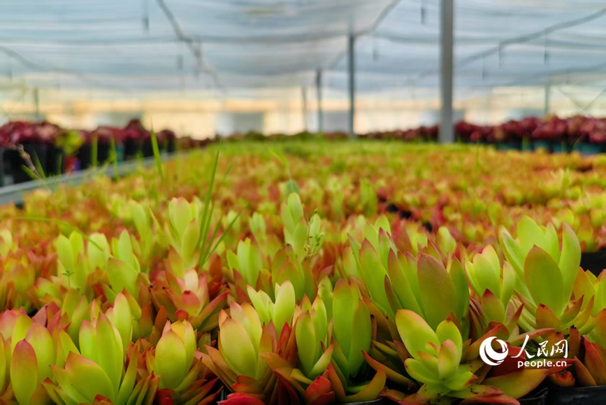 绿意盎然。人民网 程明辉摄