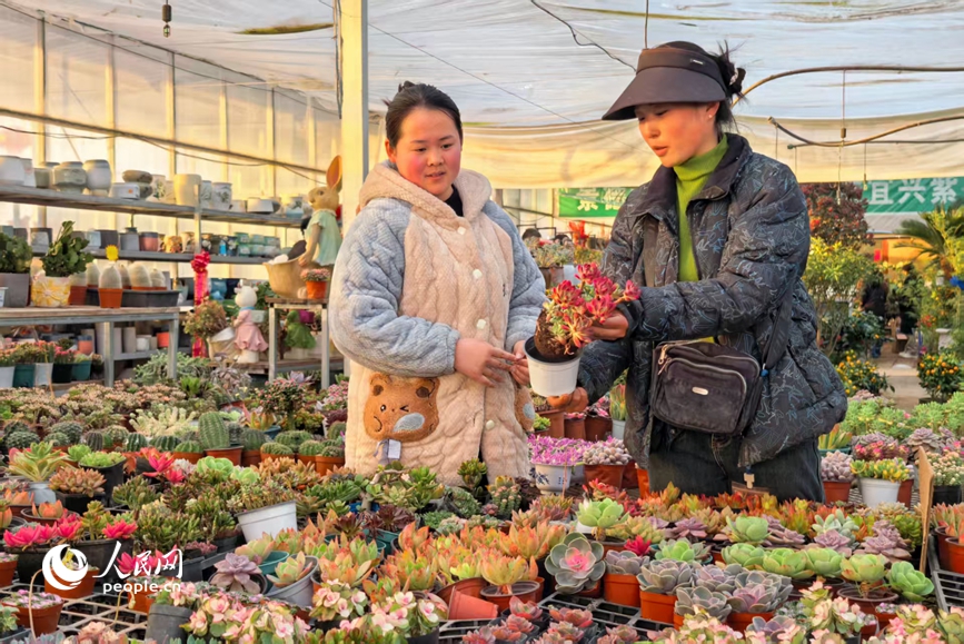 王利蔓(右)为顾客介绍多肉栽培技巧。人民网 程明辉摄