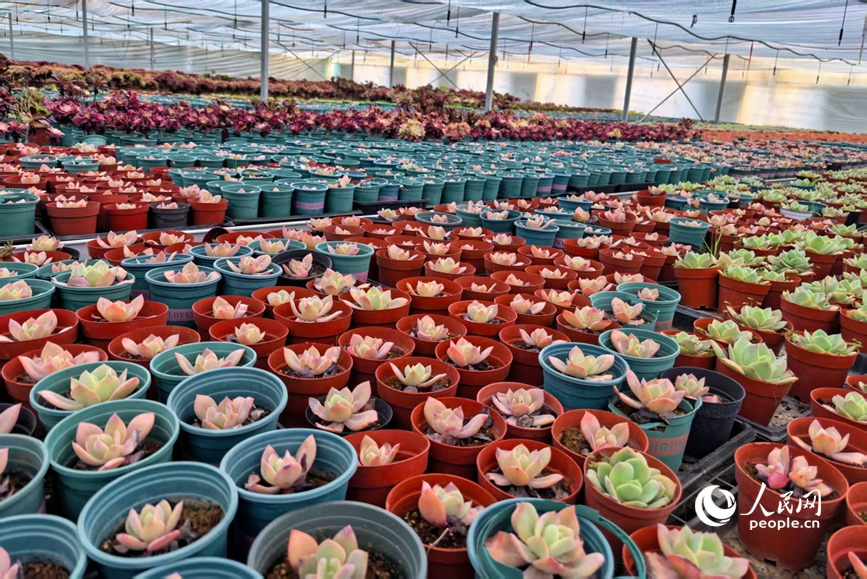 温室大棚中培育的多肉盆栽。人民网 程明辉摄