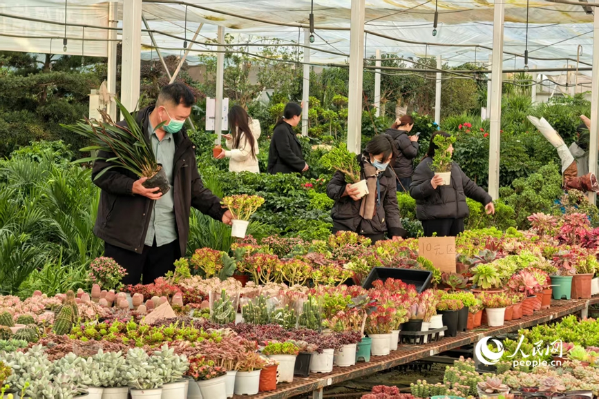 消费者选购多肉植物。人民网 程明辉摄