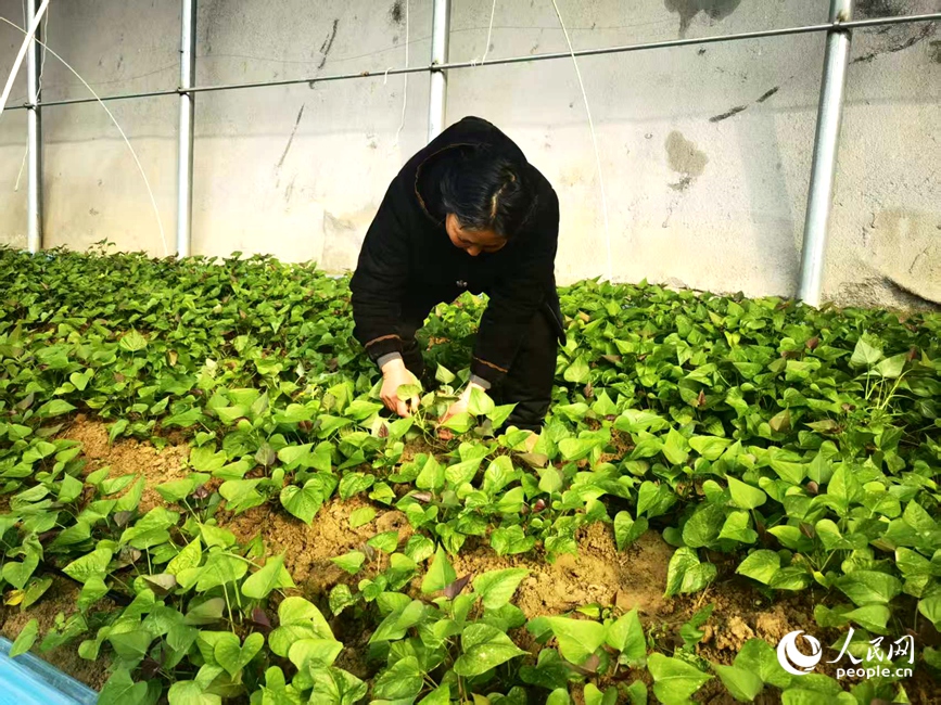 王春阁在查看红薯苗的长势。人民网 黄莎摄