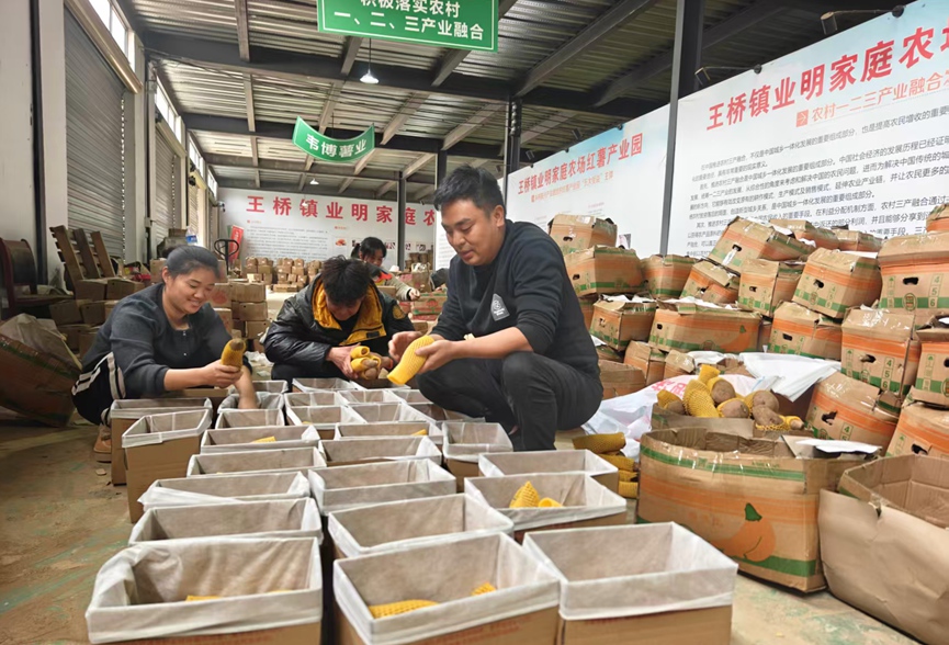 韦博通过电商销售红薯。刘春辉摄