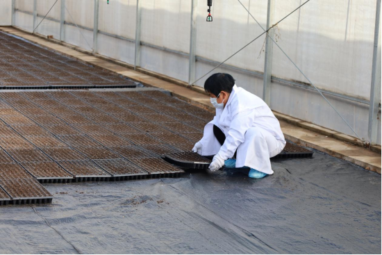 湿润育苗摆盘。孟林峰摄