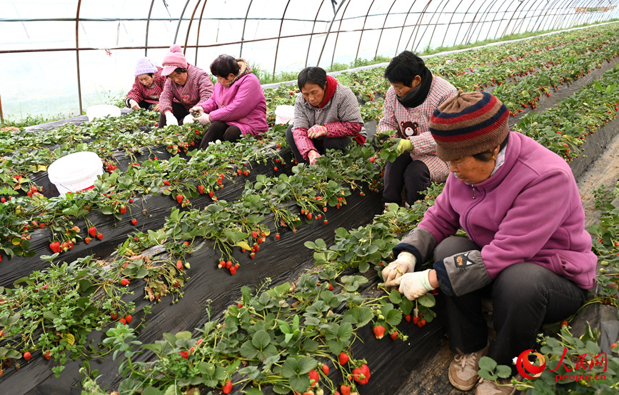 草莓种植田间管理。人民网记者 王玉兴摄