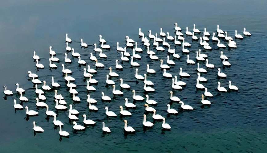 天鹅在淅川县南部水城湿地公园游弋、觅食。张建伟摄