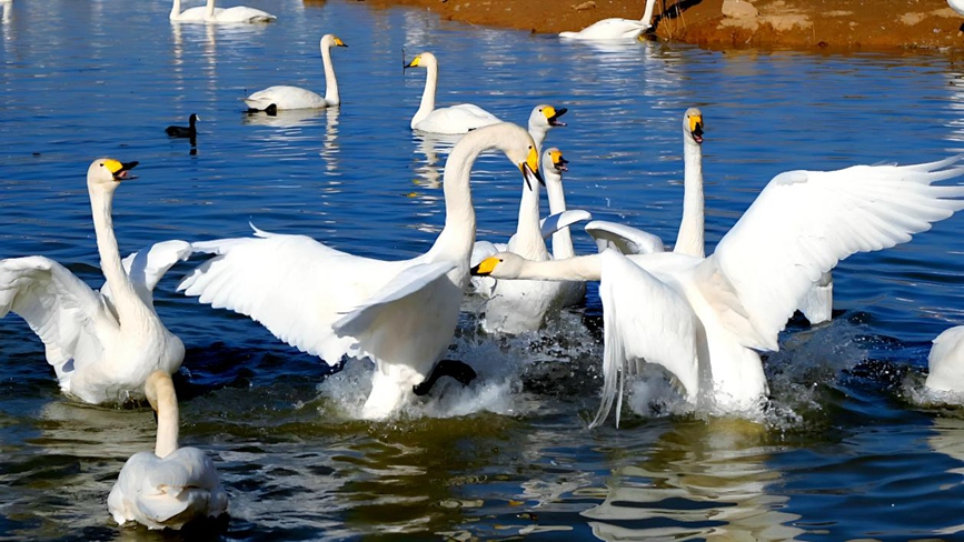 天鹅在淅川县南部水城湿地公园游弋、觅食。张建伟摄