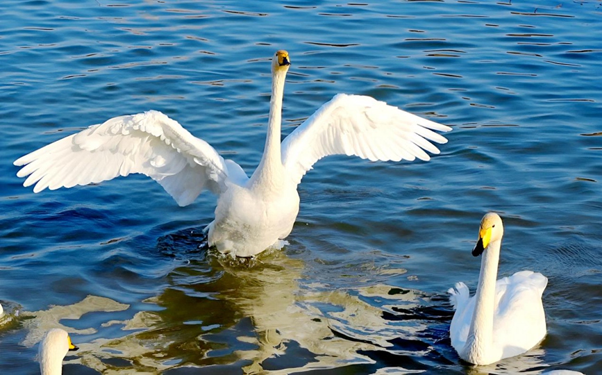 天鹅在淅川县南部水城湿地公园游弋、觅食。张建伟摄
