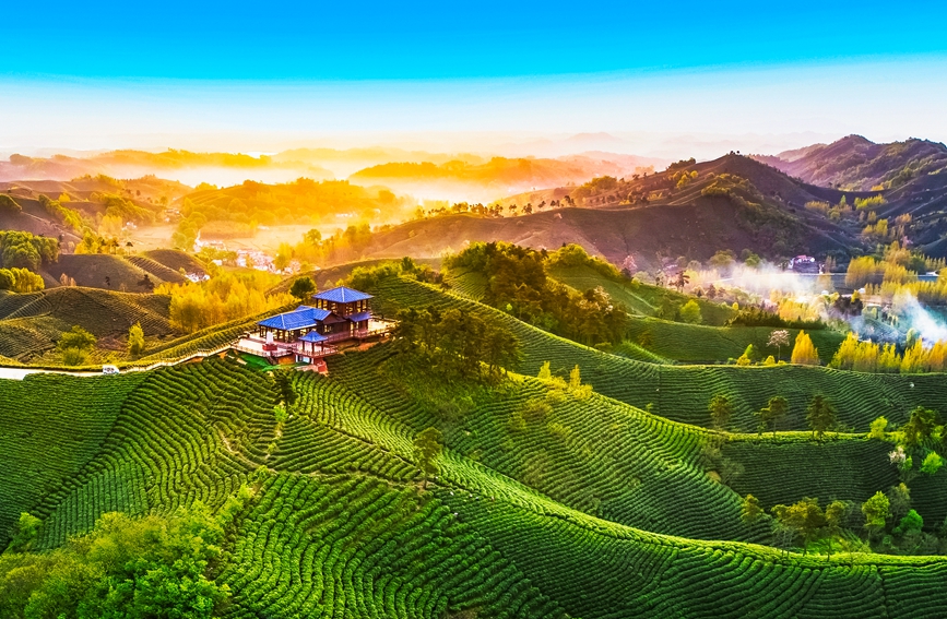 信阳茶山晨韵吴敏摄