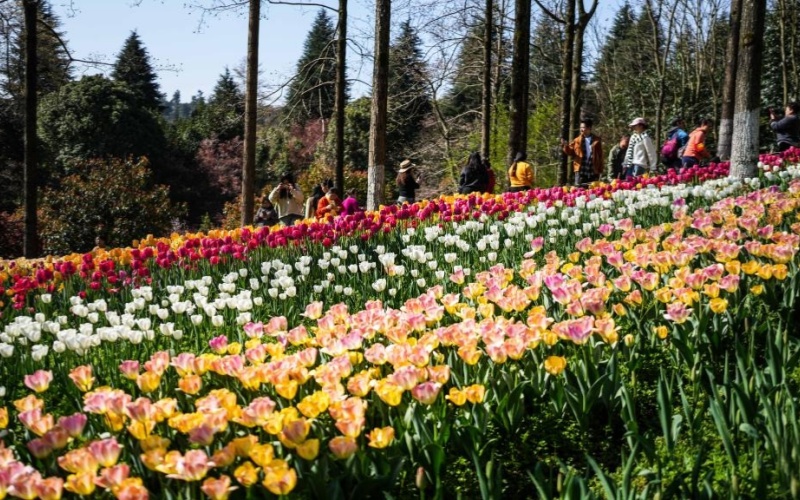 郁金香开迎客来