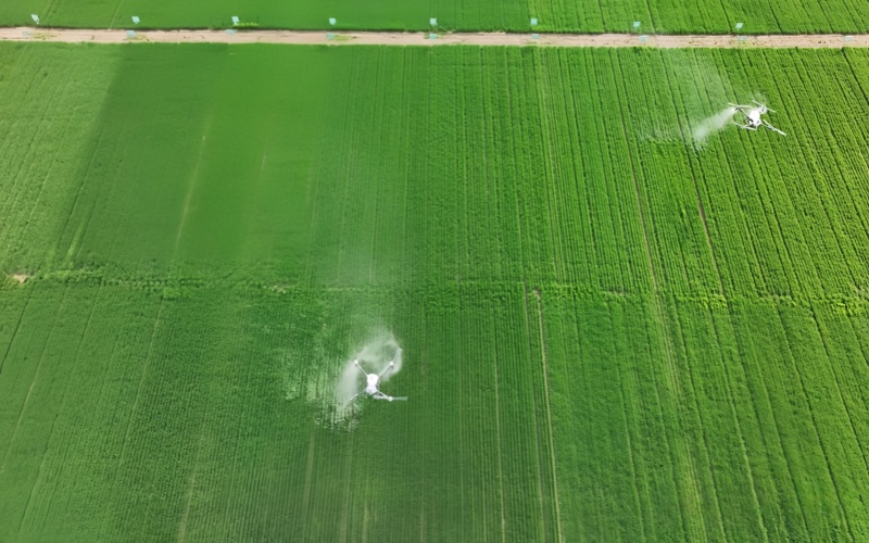 河南小麦苗情持续向好