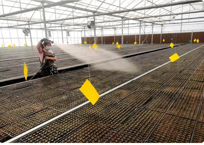 苗床补水作业。李伟摄