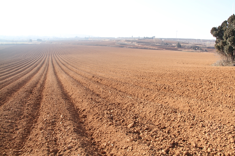 示范片冬季起垄烟田。席新超摄