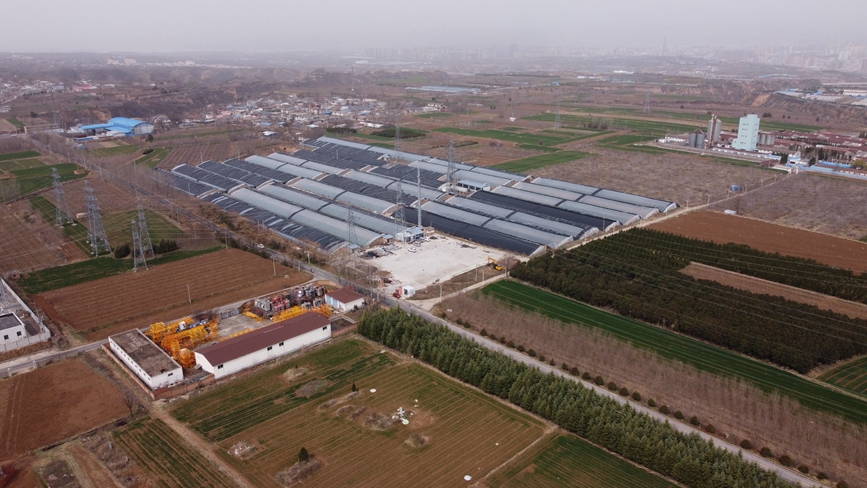 陕州区羊肚菌种植基地鸟瞰图。王青伟摄