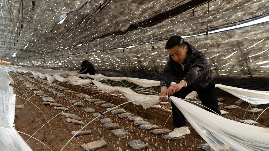 种植户正在实施羊肚菌养护管理工作流程。王青伟摄