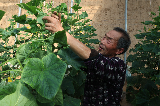 刘井方在温室大棚内为黄瓜整枝打叉。李东强摄