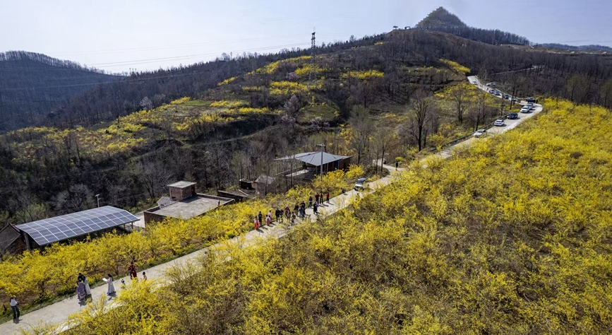 連翹花開。嵩縣縣委宣傳部供圖