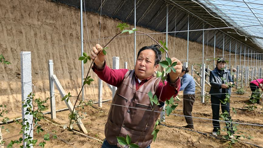 農技人員正在梳理藤蔓工作。王青偉攝