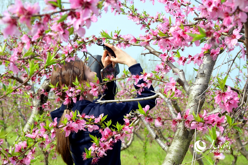 近日，南陽市社旗縣鄉村沃野百花盛開，吸引游客前來游玩、拍照。人民網記者 辛靜攝