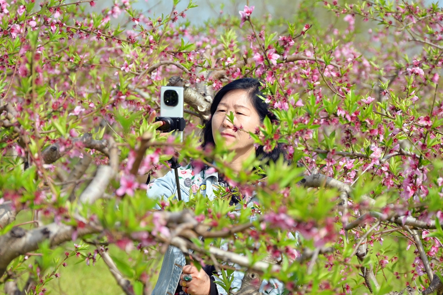 近日，南陽市社旗縣鄉村沃野百花盛開，吸引游客前來游玩、拍照。申鴻皓攝