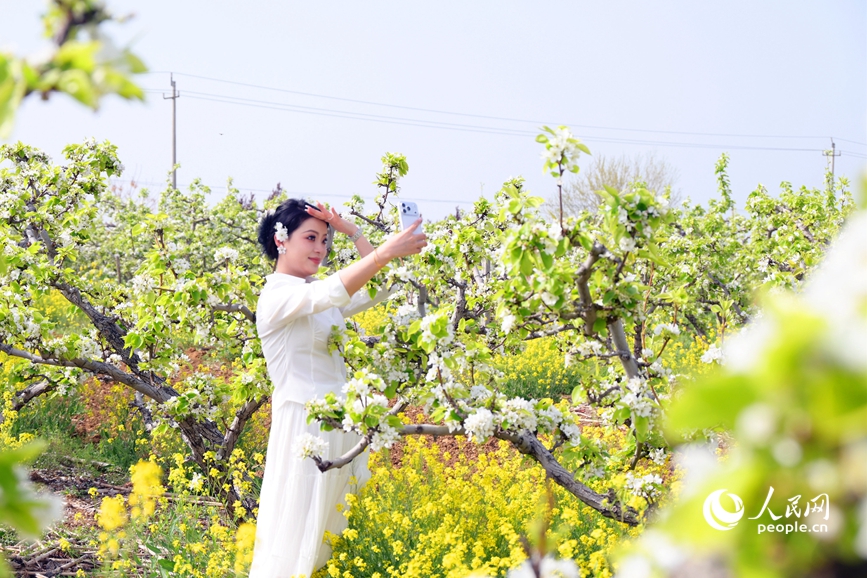 近日，南陽市社旗縣鄉村沃野百花盛開，到處彌漫著濃濃春意。人民網記者 辛靜攝