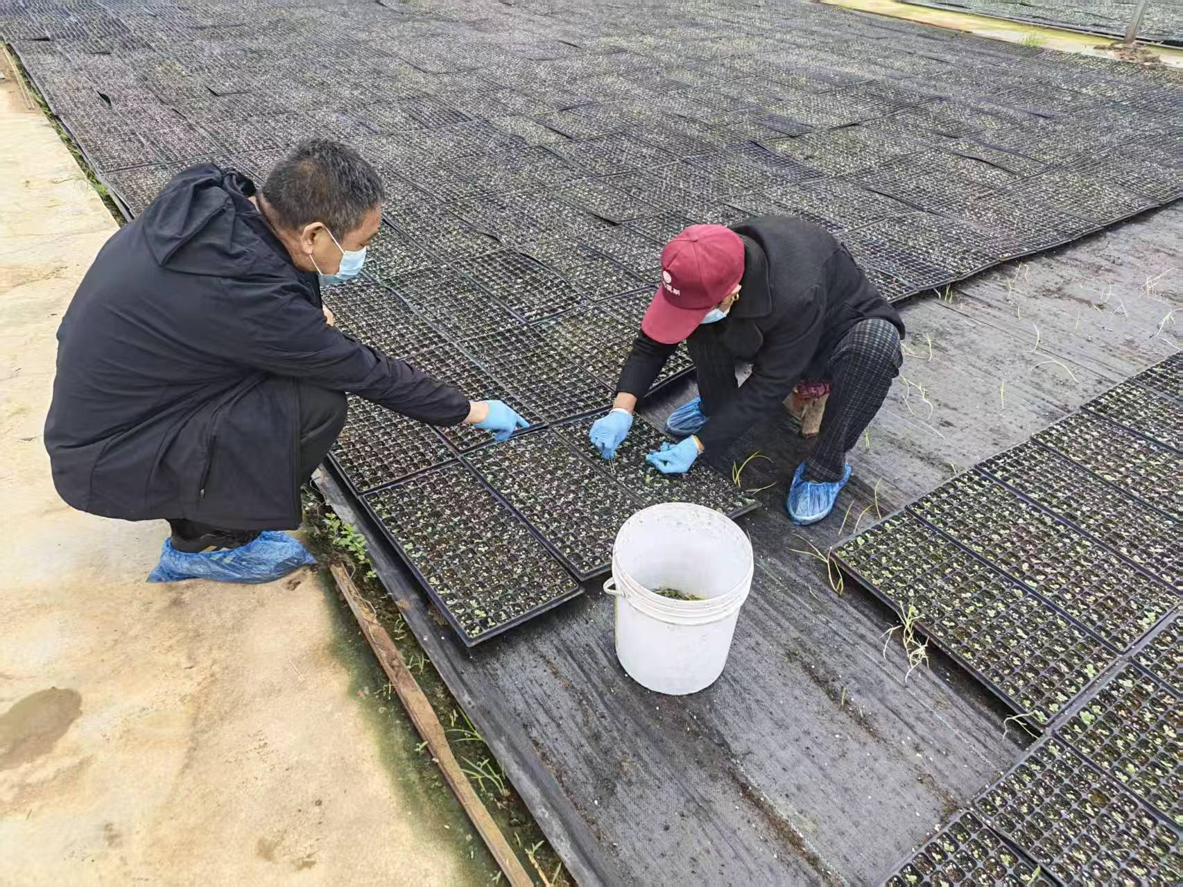 图为技术员正在指导育苗工人间苗。林逢雨摄