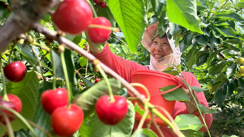 果農正在採摘太櫻桃給客商備貨。王青偉攝