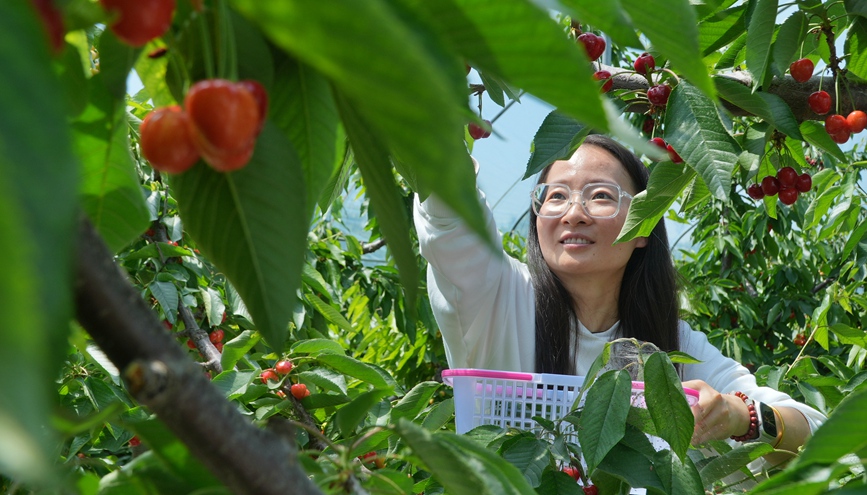 游客在紅旗村大櫻桃採摘園體驗採摘櫻桃。王青偉攝
