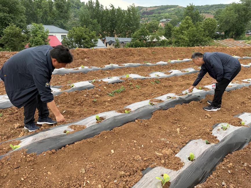 圖為技術員指導移栽。邵心怡攝