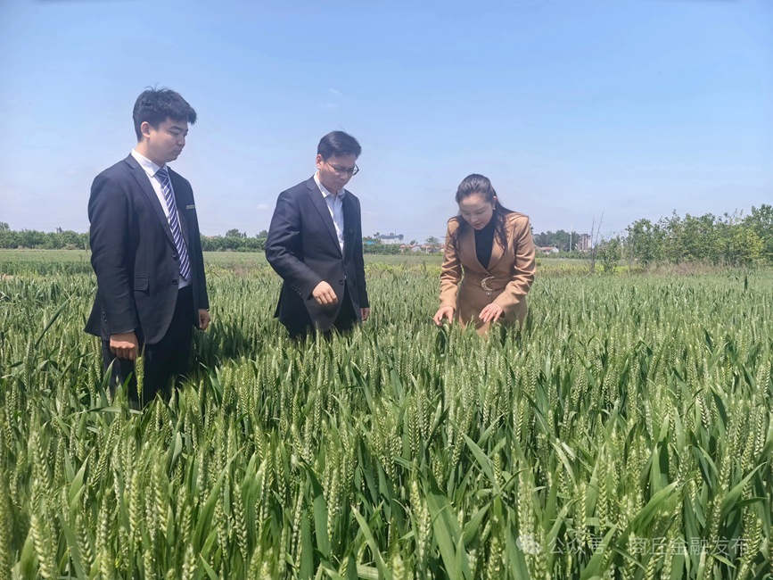 工行商丘宁陵支行为种植专业合作社提供“种植e贷”，助力现代农业发展。