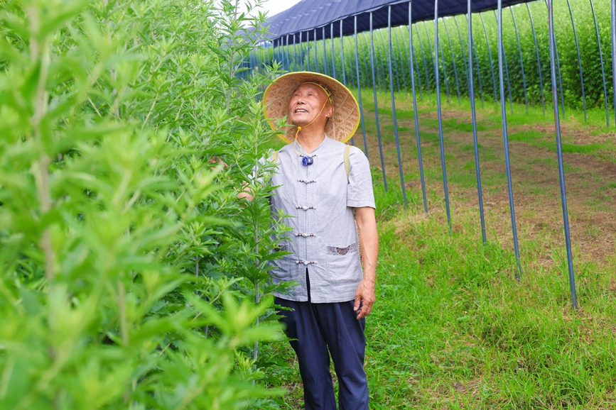 南阳国医仲景产业集团片区非物质文化遗产代表性传承人正在查看艾草长势。张新军摄
