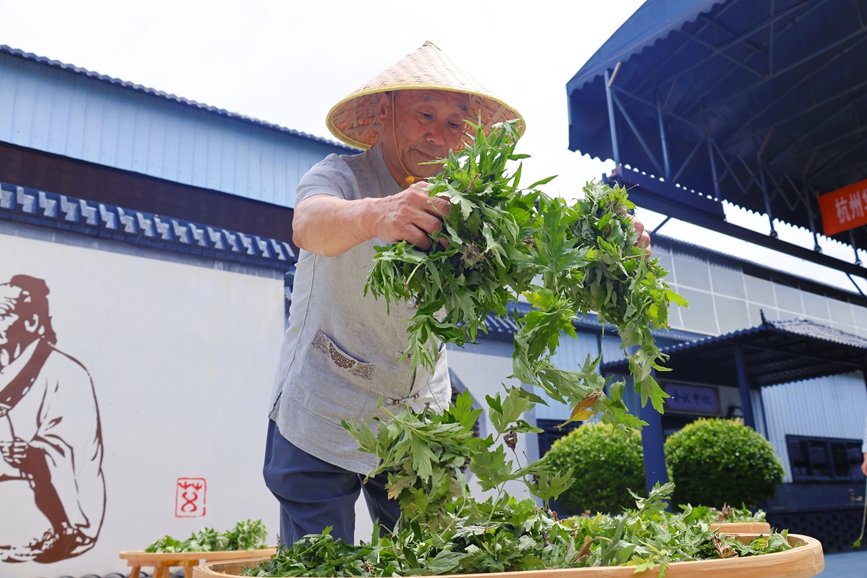 南阳国医仲景产业集团片区非物质文化遗产代表性传承人正在翻、晒艾草。张新军摄