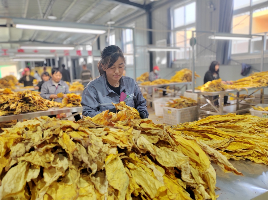 “金叶子”鼓起村民“钱袋子”。张艺童摄