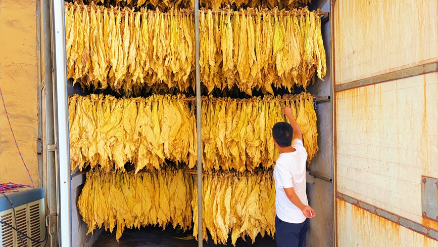 梅花山烟叶示范方首炕烟叶出炕。谢家树摄